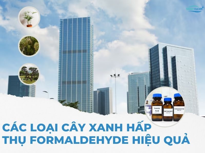 CÁC LOẠI CÂY XANH HẤP THỤ FORMALDEHYDE HIỆU QUẢ