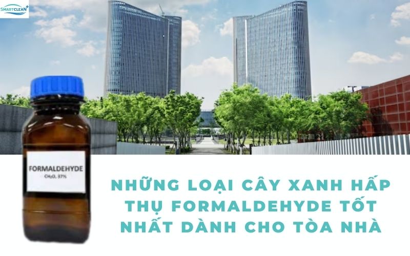 Những Loại Cây Xanh Hấp Thụ Formaldehyde Tốt Nhất Dành Cho Tòa Nhà