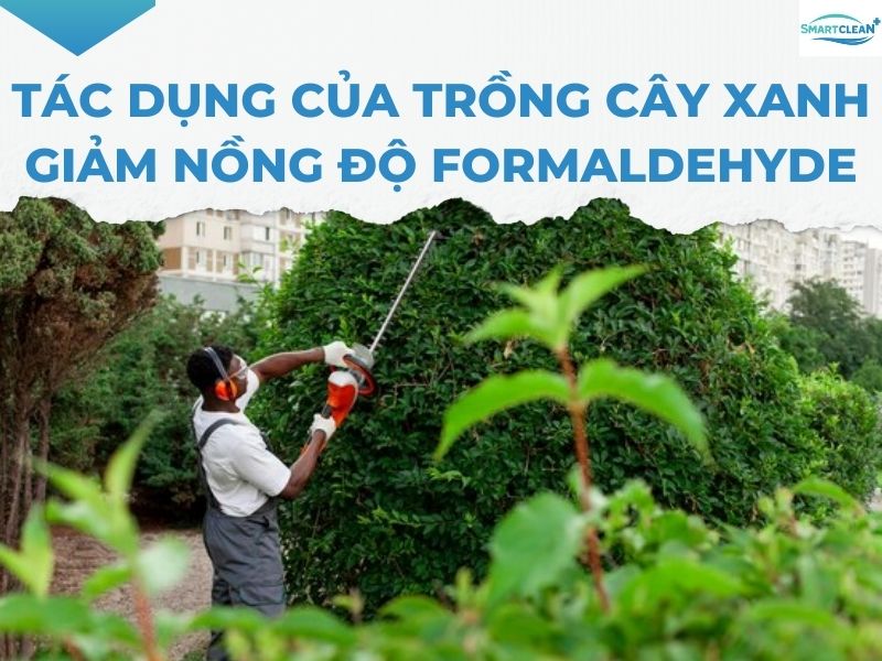 TÁC DỤNG CỦA TRỒNG CÂY XANH GIẢM NỒNG ĐỘ FORMALDEHYDE