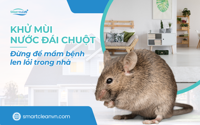 khu-mui-nuoc-dai-chuot-dung-de-mam-benh-len-loi-trong-nha
