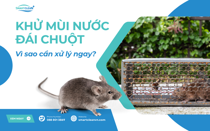 khu-mui-hoi-nuoc-tieu-chuot-tai-sao-can-xu-ly-ngay