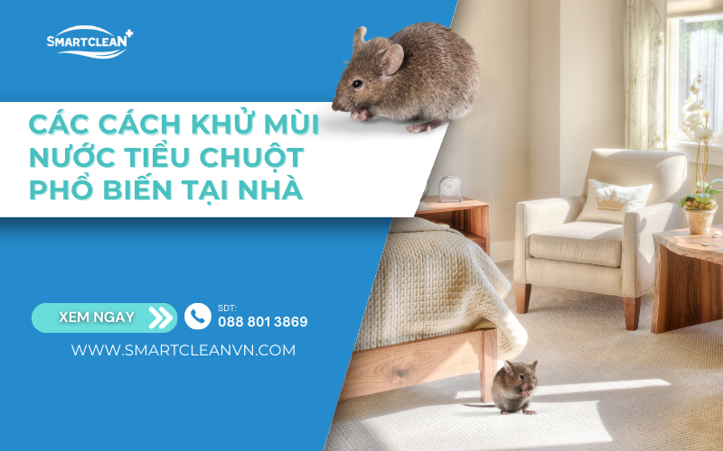 cac-cach-khu-mui-nuoc-dai-chuot-hieu-qua