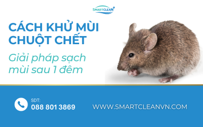 vi-sao-chuot-chet-co-mui-kho-chiu-cach-khu-mui-chuot-chet