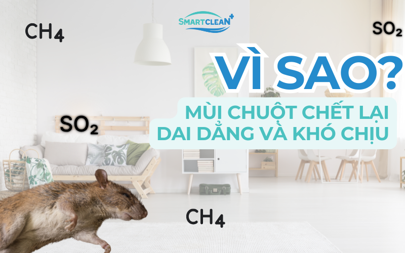 vi-sao-chuot-chet-co-mui-kho-chiu