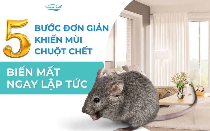 5-buoc-don-gian-khien-mui-chuot-chet-bien-mat-ngay-lap-tuc