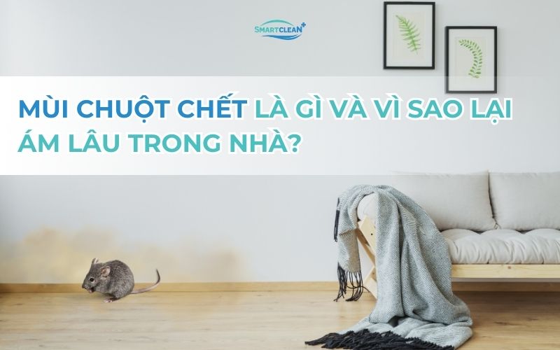 mui-chuot-chet-la-gi-va-vi-sao-lai-am-lau-trong-nha