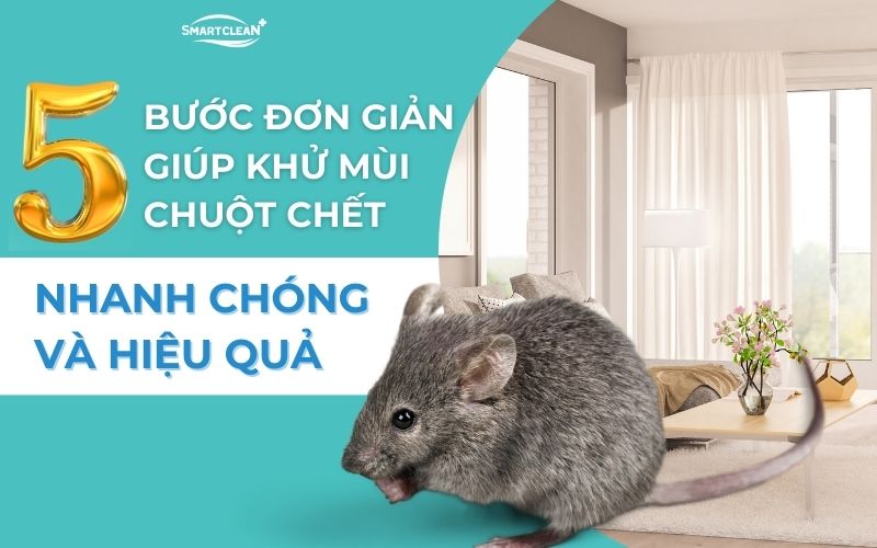 5-buoc-don-gian-khu-mui-chuot-chet-nhanh-chong-va-hieu-qua