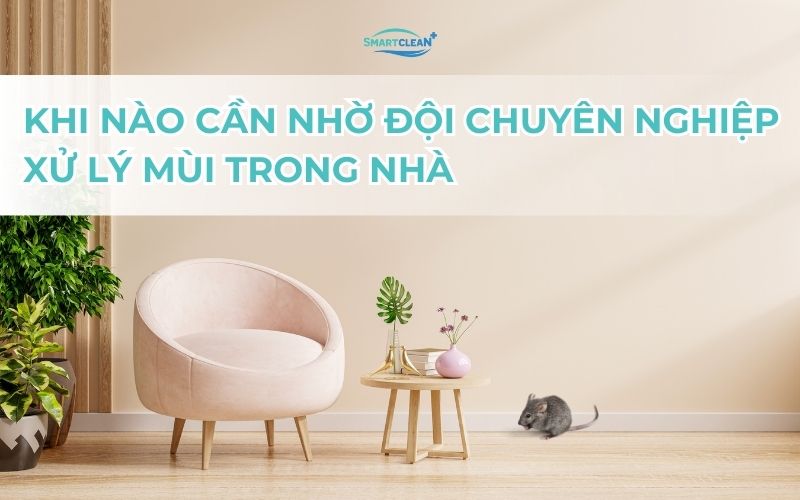 khi-nao-can-nho-doi-chuyen-nghiep-xu-ly-mui-trong-nha