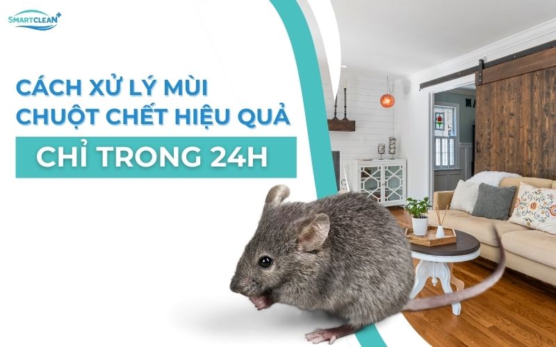 cach-xu-ly-mui-chuot-chet-hieu-qua-chi-trong-24h