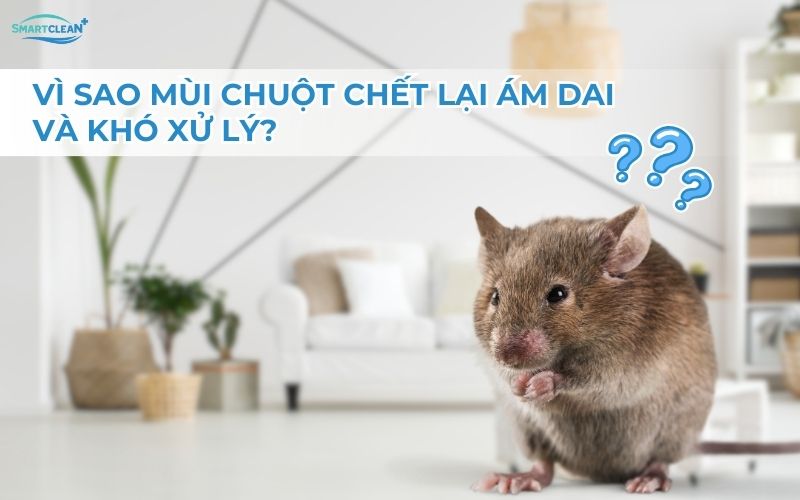 vi-sao-mui-chuot-chet-lai-am-dai-va-kho-xu-ly