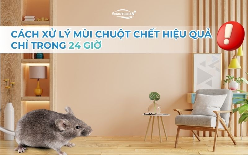 xu-ly-mui-hoi-chuot-trong-24h