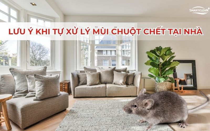 luu-y-khi-xu-ly-mui-chuot-chet