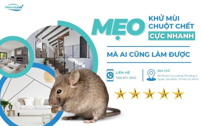 meo-khu-mui-chuot-chet-cuc-nhanh-ma-ai-cung-lam-duoc