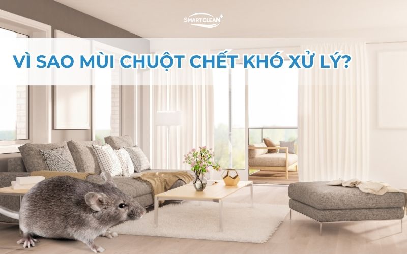 khong-gian-kho-xu-ly-xac-chuot-vi-sao