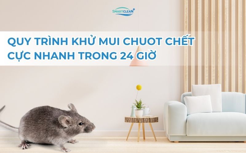 quy-trinh-khu-mui-chuot-chet-cuc-nhanh-trong-24h