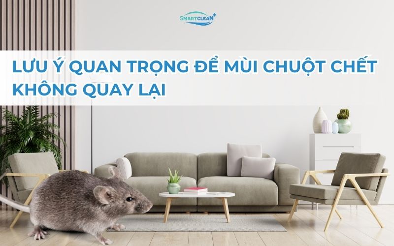 luu-y-quan-trong-de-mui-hoi-cua-chuot-khong-quay-lai