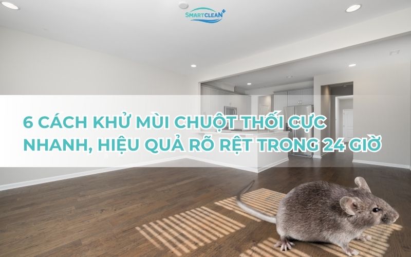 5-cach-khu-mui-chuot-thoi-cuc-nhanh-hieu-qua-ro-ret-trong-24-gio