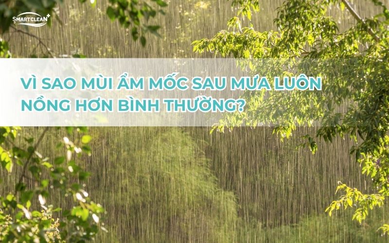 vi-sao-mui-am-moc-sau-khi-mua-luon-nong-hon-binh-thuong