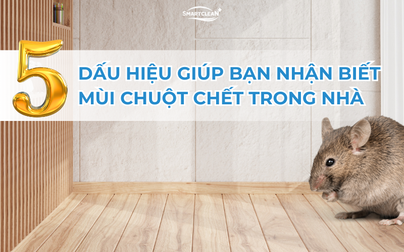 6-dau-hieu-giup-ban-nhan-biet-co-mui-xac-chuot-trong-nha