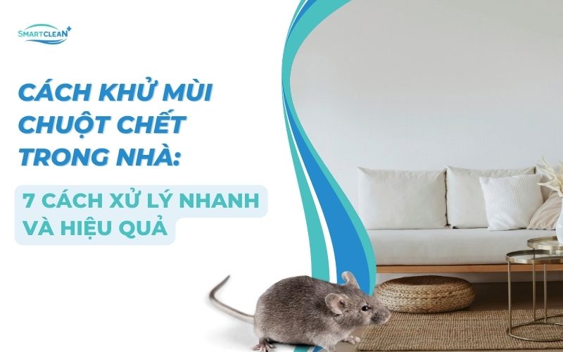 cach-khu-mui-chuot-chet-7-cach-hieu-qua-nhanh-chong