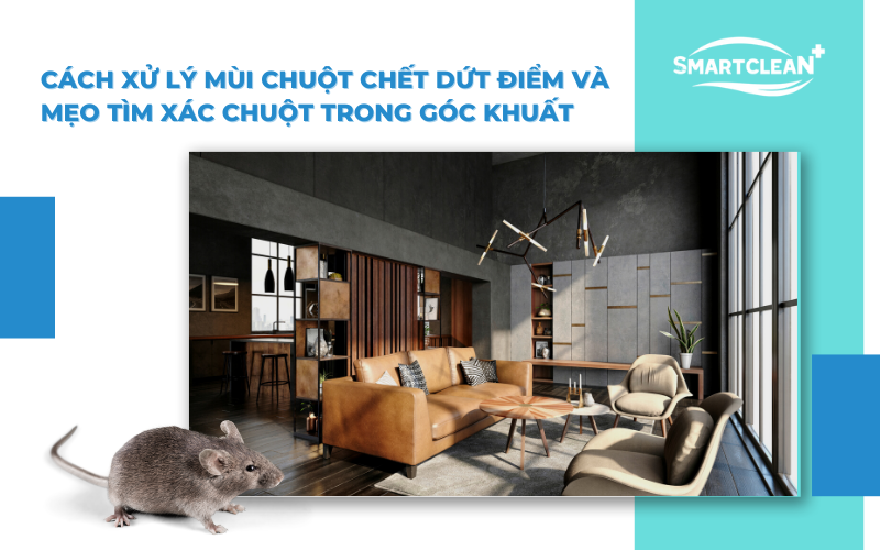 cach-xu-ly-mui-chuot-chet-dut-diem-va-meo-tim-xac-chuot-trong-goc-khuat