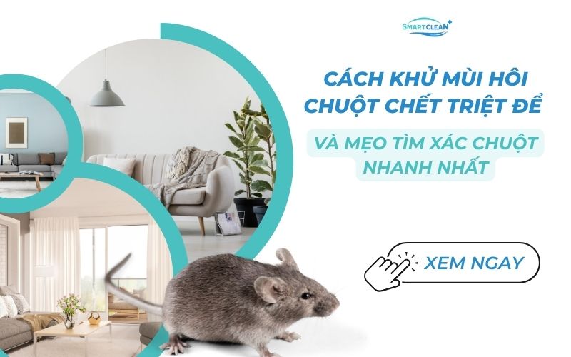 cach-khu-mui-hoi-chuot-chet-triet-de-va-meo-tim-xac-chuot-nhanh-nhat