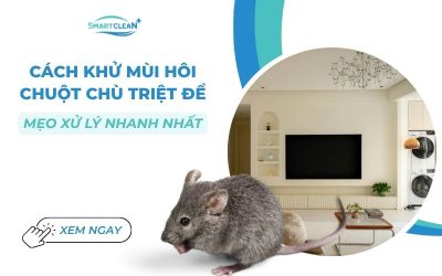 cach-khu-mui-hoi-chuot-chu-triet-de-va-meo-xu-ly-nhanh-nhat