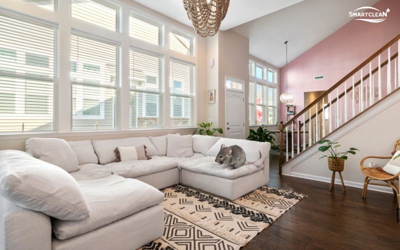 khu-mui-chuot-chet-trong-phong-kin-bang-cach-nao-hieu-qua-nhat