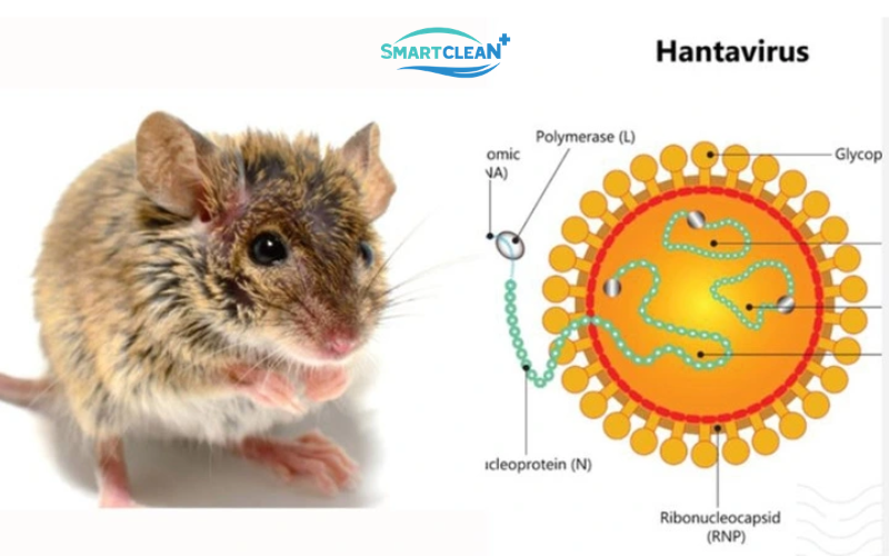 virut-hanta-tu-chuot